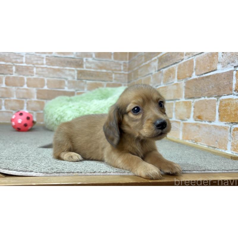 販売中の奈良県のカニンヘンダックスフンド(ロングヘアード)-454685の3枚目