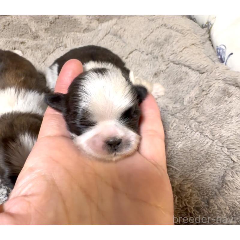 販売中の奈良県のシーズー-454687の7枚目