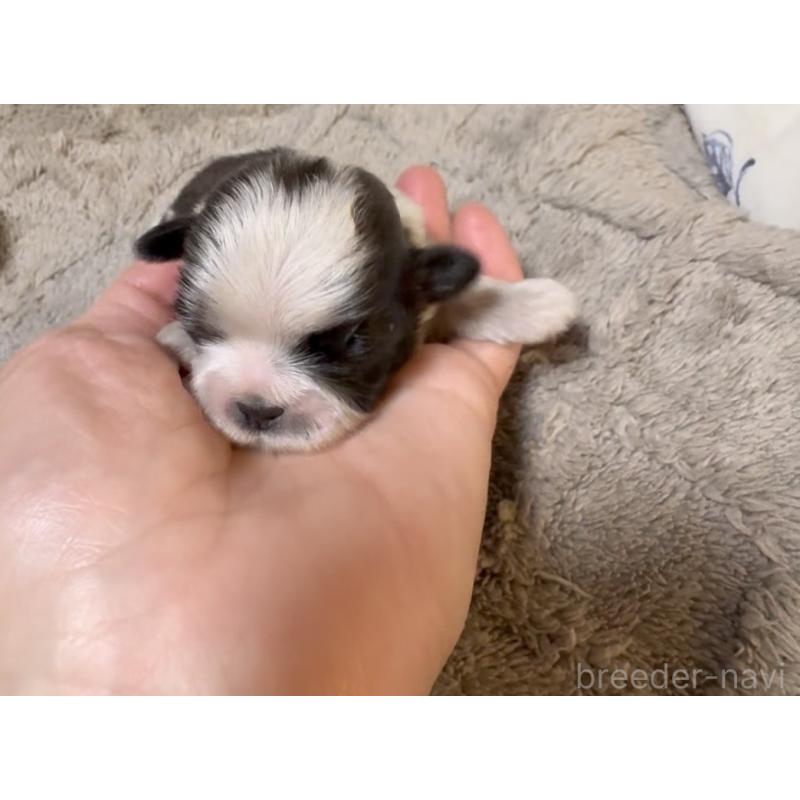 販売中の奈良県のシーズー-454687の5枚目