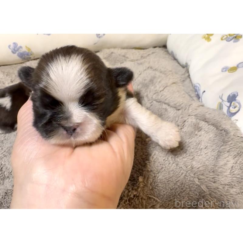 販売中の奈良県のシーズー-454687の6枚目