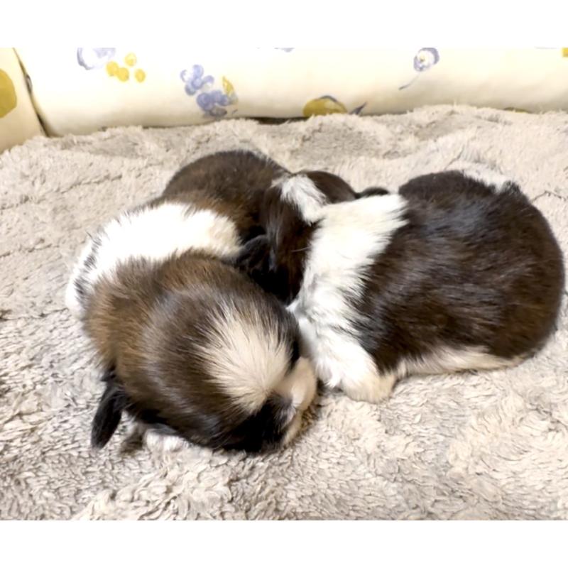 販売中の奈良県のシーズー-454687の4枚目