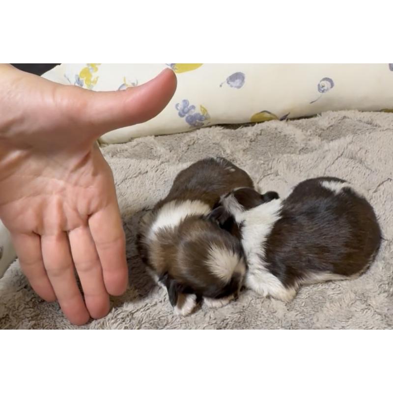 販売中の奈良県のシーズー-454687の2枚目