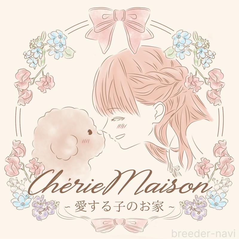 販売中の大阪府のティーカッププードル-454686の4枚目