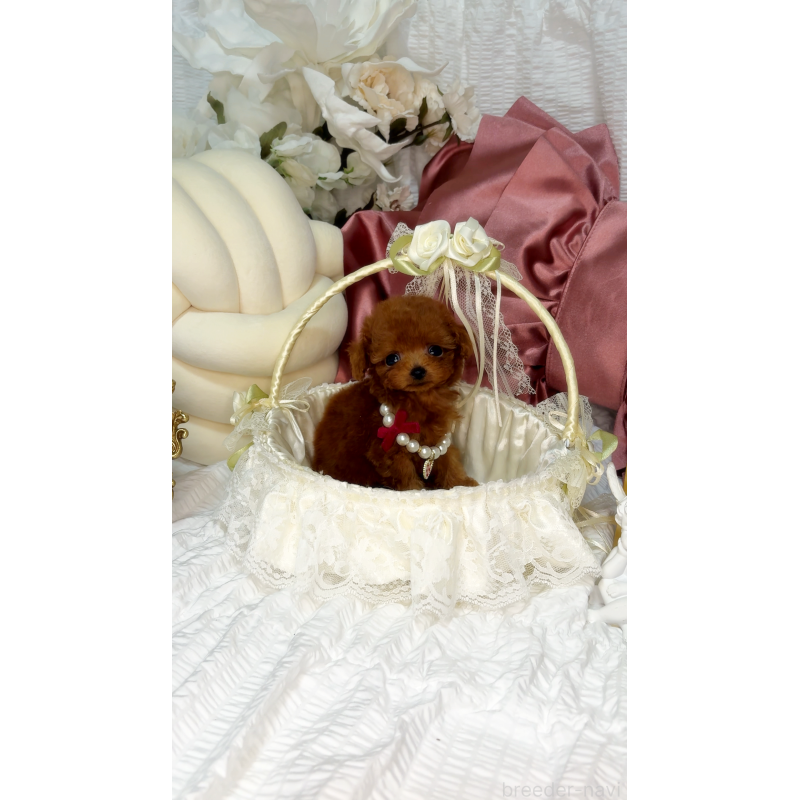 販売中の大阪府のティーカッププードル-454686の2枚目