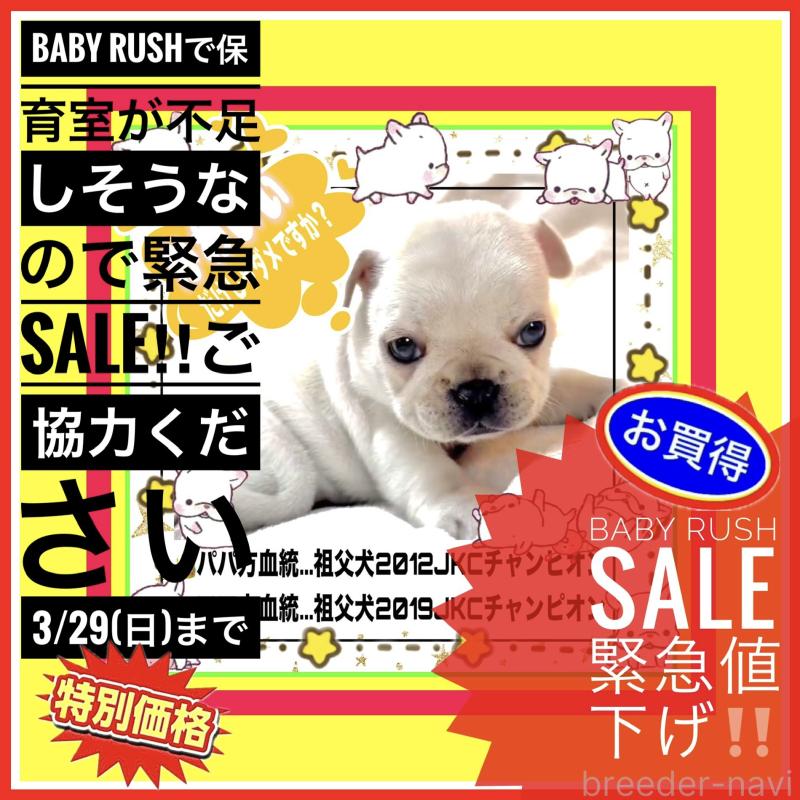 販売中の大阪府のフレンチブルドッグ-453053