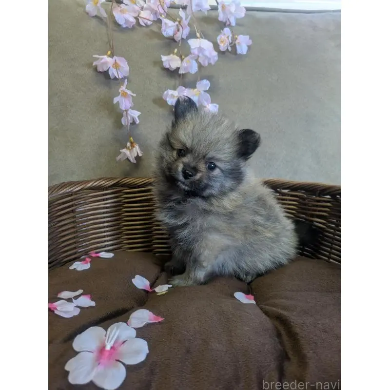 販売中の福岡県のポメラニアン-454467の12枚目