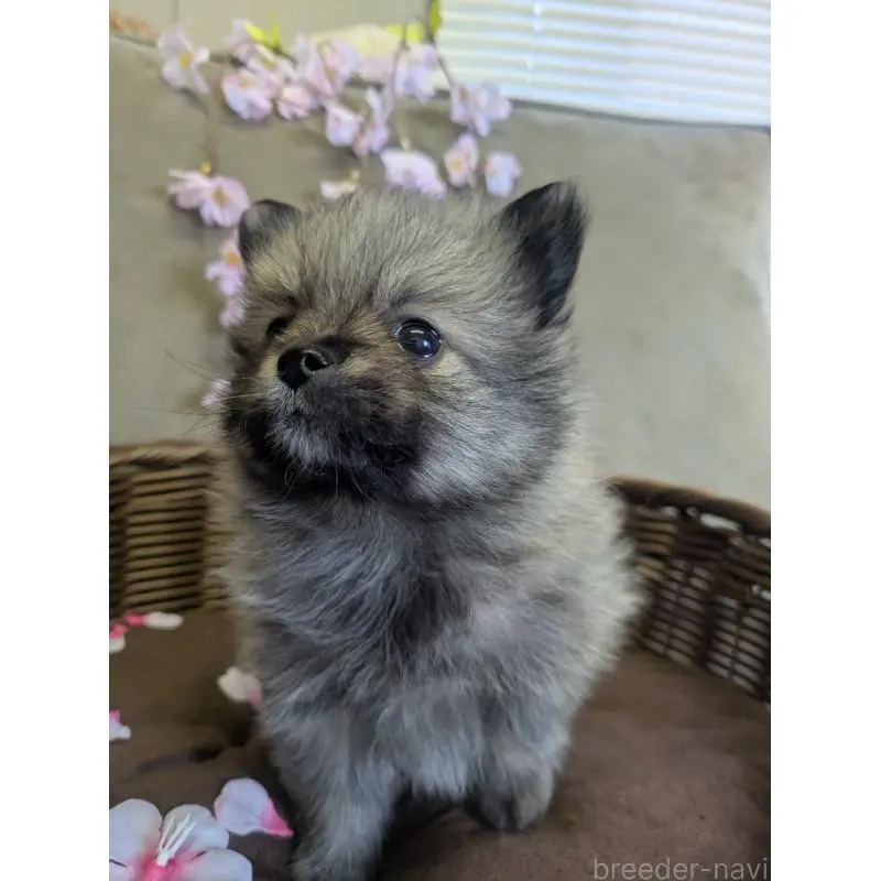 販売中の福岡県のポメラニアン-454467の11枚目