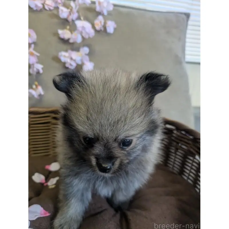 販売中の福岡県のポメラニアン-454467の9枚目