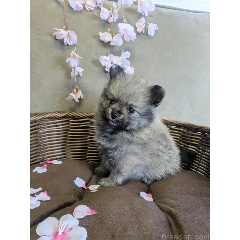 販売中の福岡県のポメラニアン-454467の8枚目