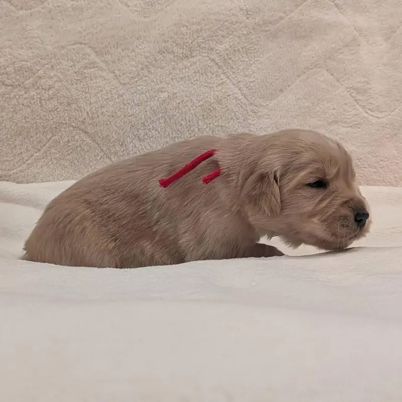 販売中の岡山県のゴールデンレトリーバー-454468の4枚目