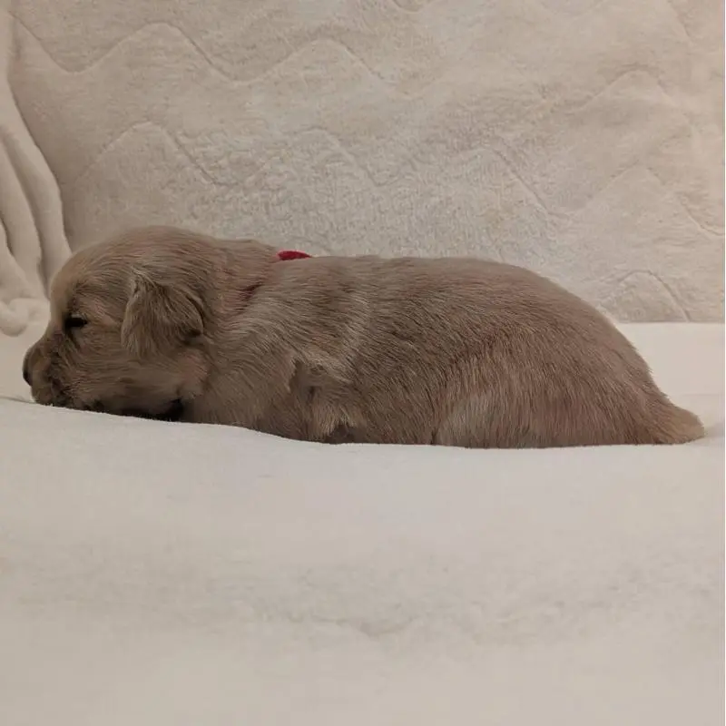 販売中の岡山県のゴールデンレトリーバー-454468の3枚目