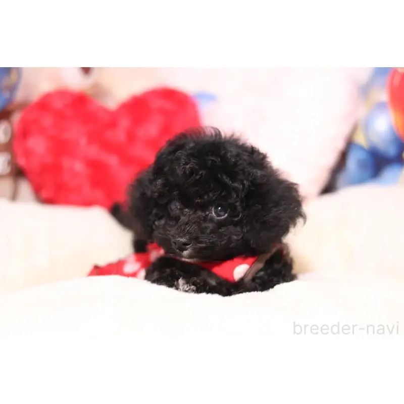 販売中の大阪府のティーカッププードル-454470の4枚目