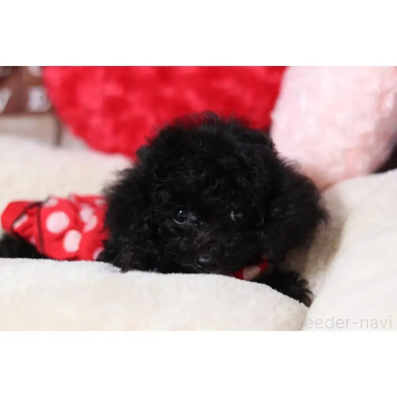 販売中の大阪府のティーカッププードル-454470の2枚目