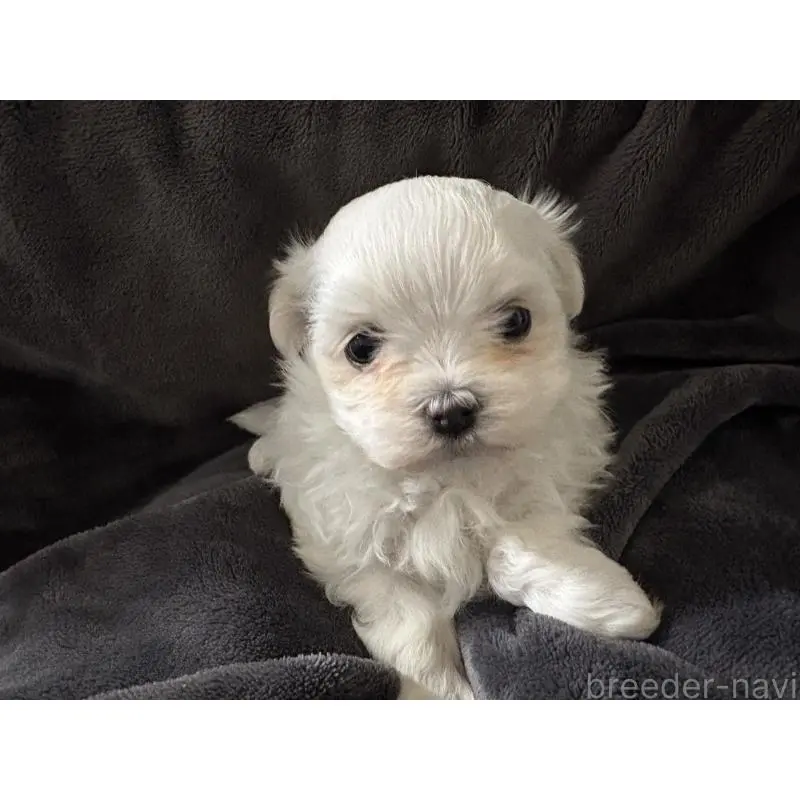 販売中の大阪府のマルチーズ-454471