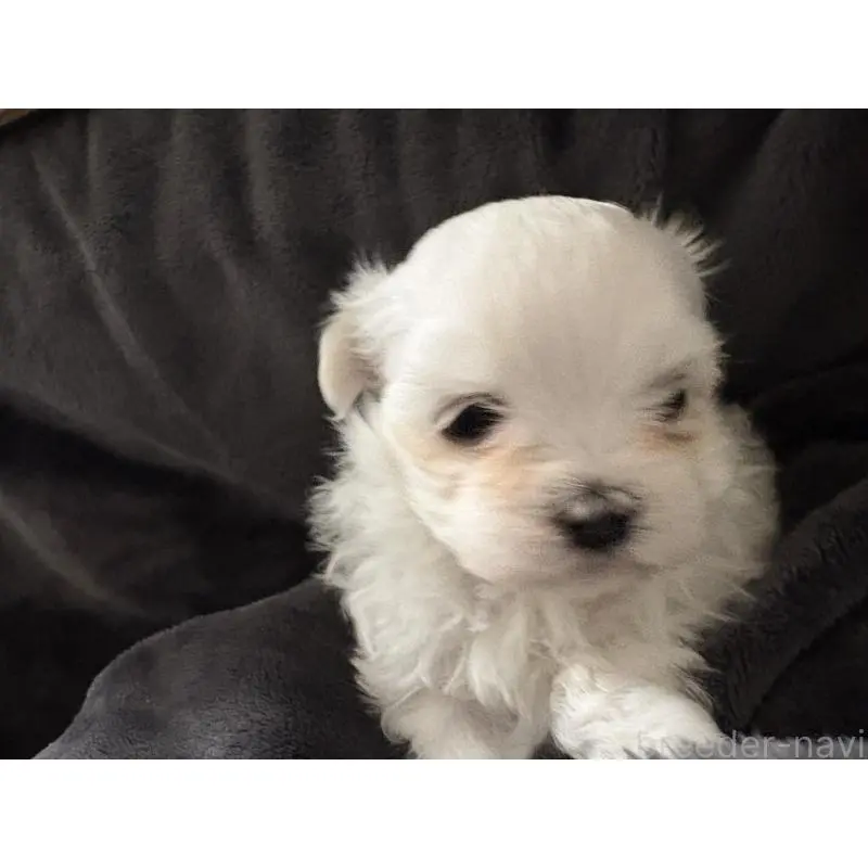 販売中の大阪府のマルチーズ-454471の5枚目