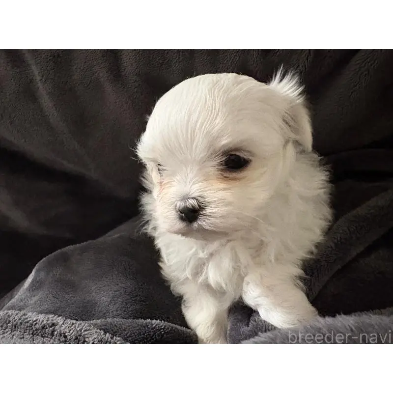 販売中の大阪府のマルチーズ-454471の4枚目