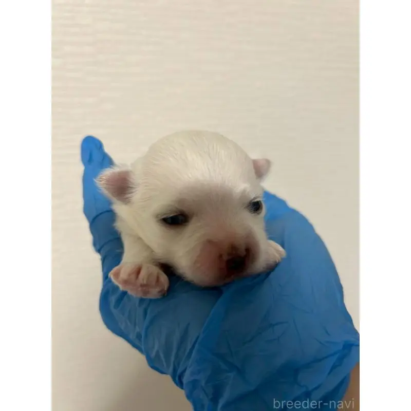 販売中の大阪府のマルチーズ-454471の3枚目