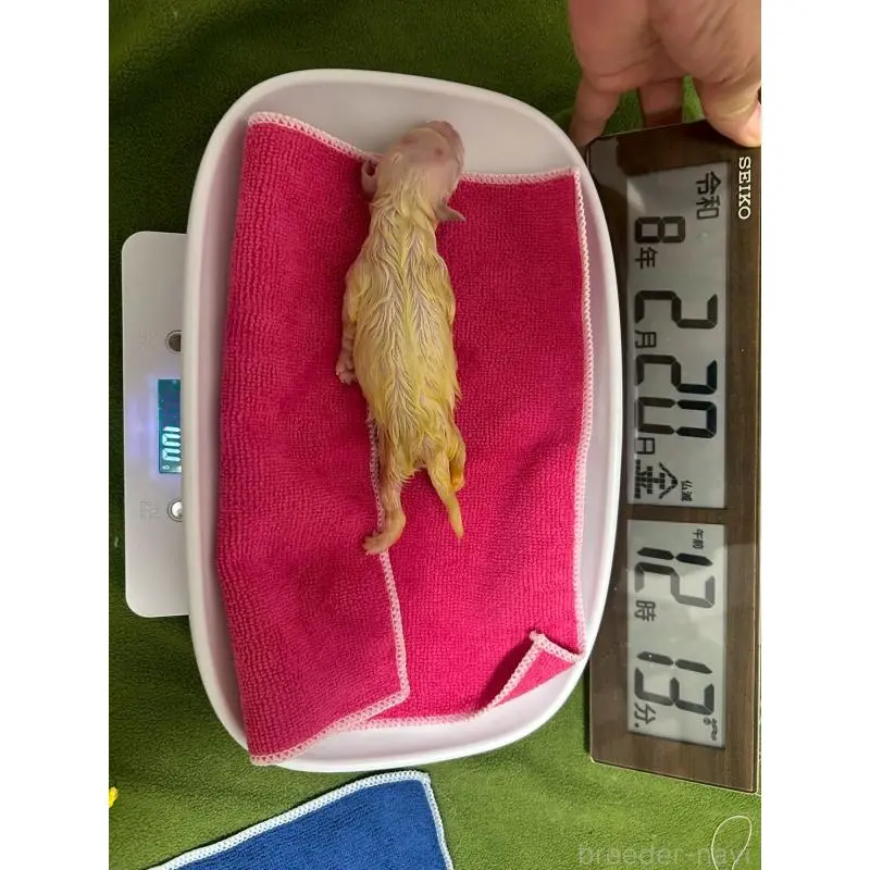 販売中の大阪府のマルチーズ-454471の2枚目