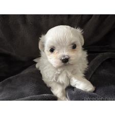 オンライン見学