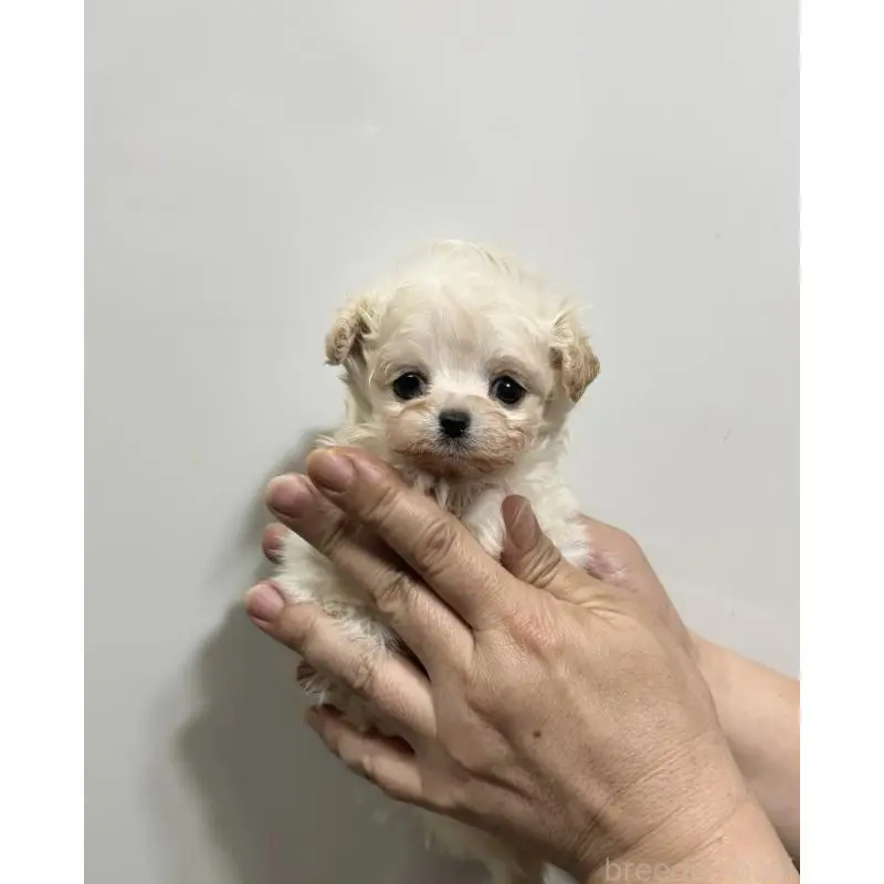 販売中の東京都のミックス犬-454472の3枚目