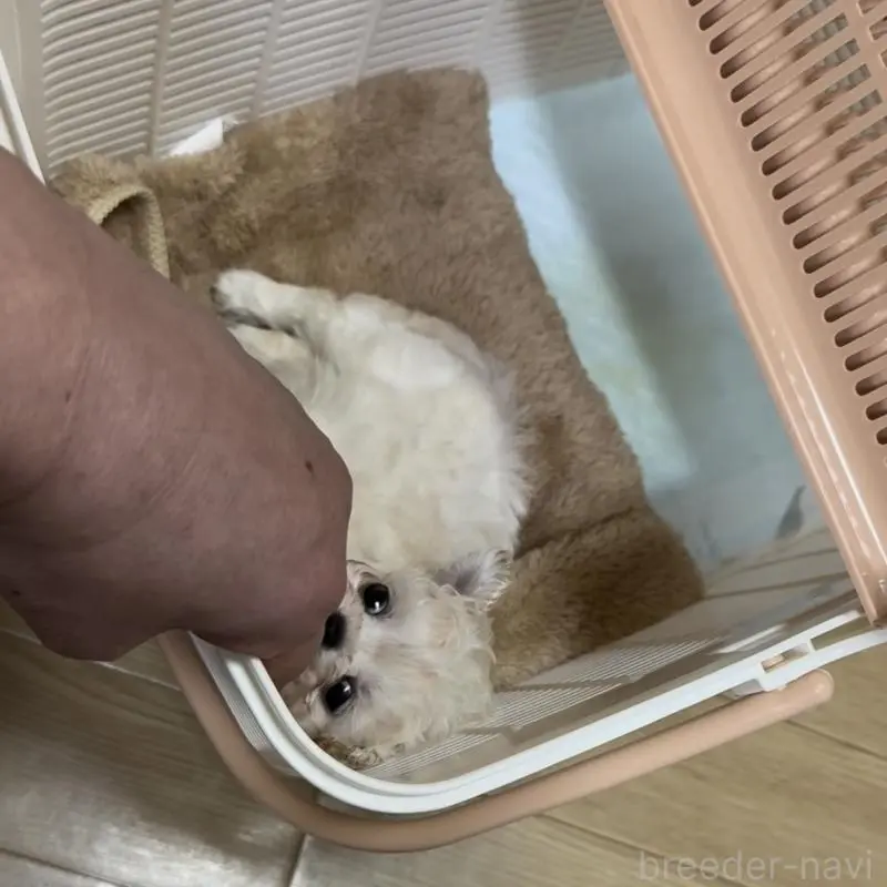 販売中の東京都のミックス犬-454472の2枚目