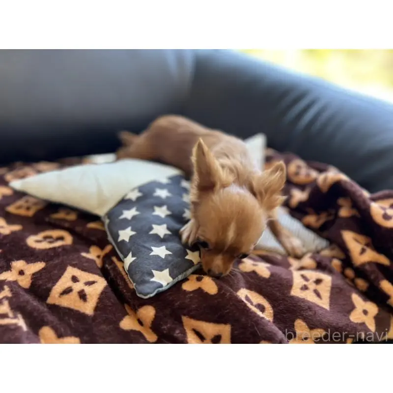 販売中の石川県のチワワ(ロングコート)-454475の10枚目