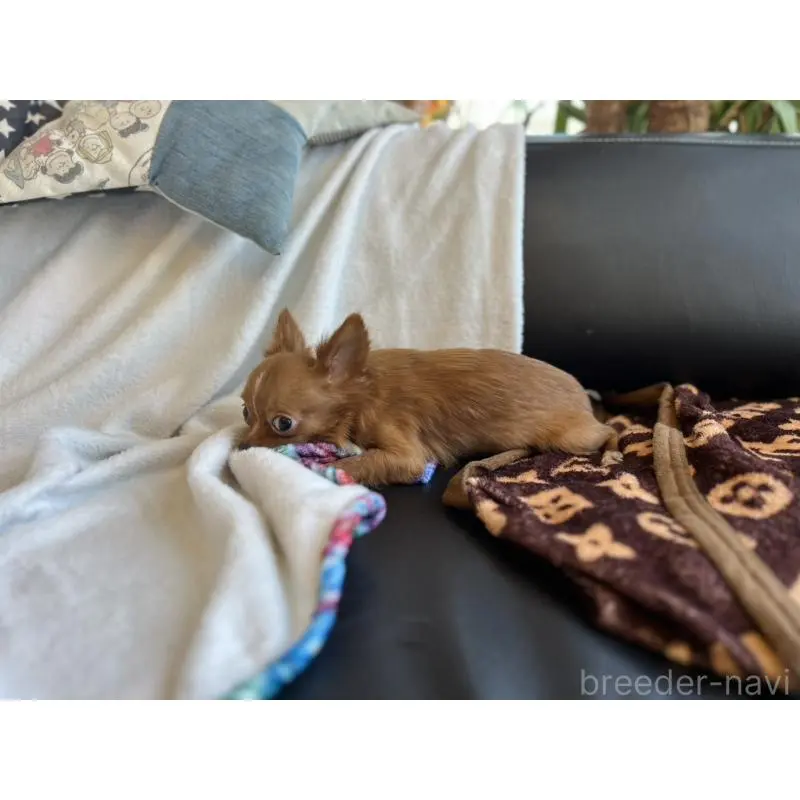 販売中の石川県のチワワ(ロングコート)-454475の9枚目