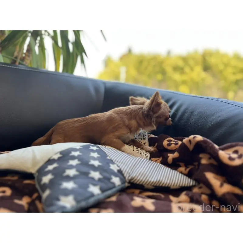 販売中の石川県のチワワ(ロングコート)-454475の8枚目