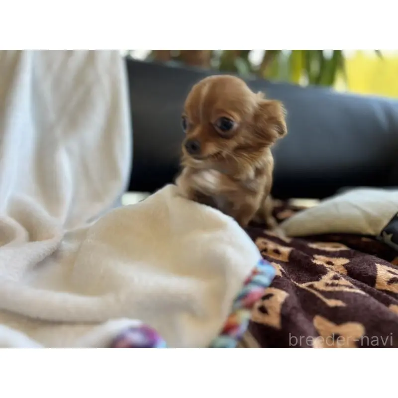 販売中の石川県のチワワ(ロングコート)-454475の7枚目