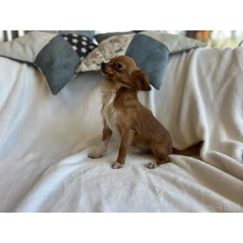 販売中の石川県のチワワ(ロングコート)-454475の6枚目