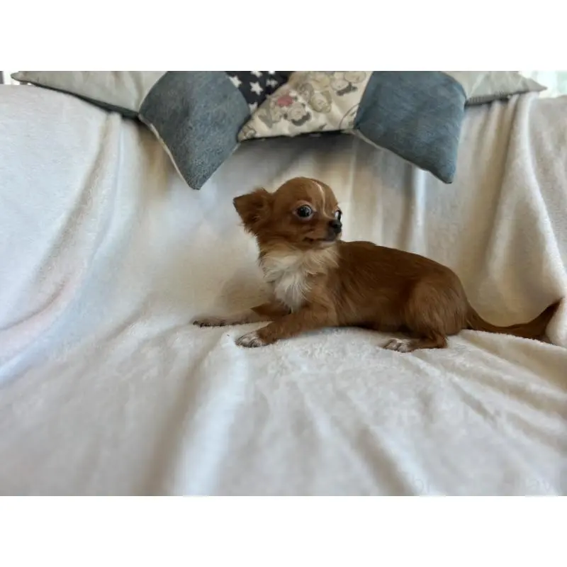 販売中の石川県のチワワ(ロングコート)-454475の5枚目