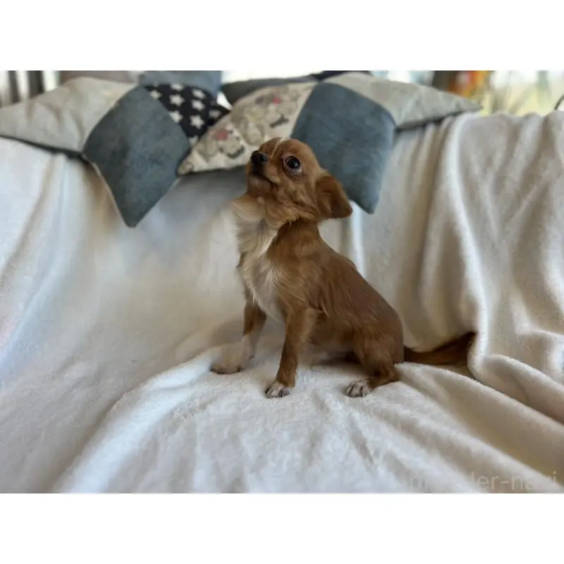 販売中の石川県のチワワ(ロングコート)-454475の4枚目