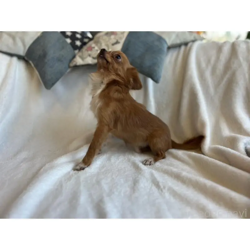 販売中の石川県のチワワ(ロングコート)-454475の3枚目