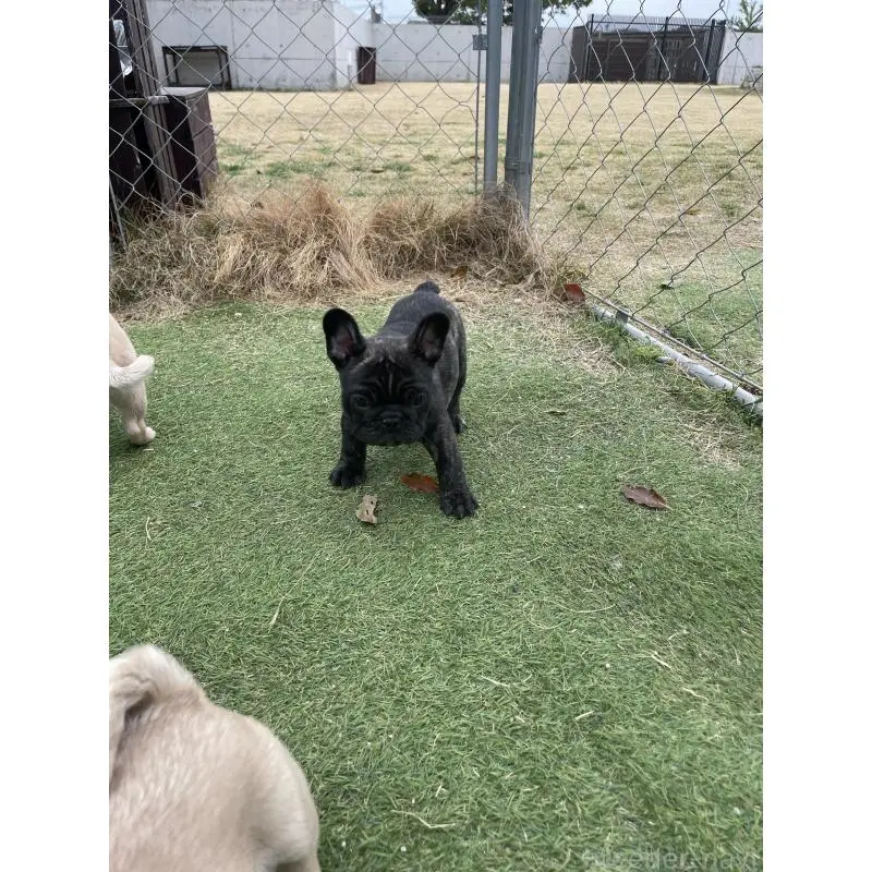 販売中の愛知県のフレンチブルドッグ-454479の7枚目