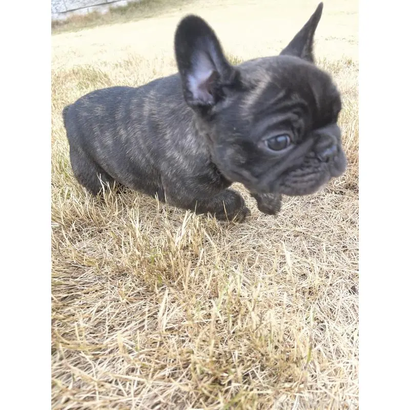 販売中の愛知県のフレンチブルドッグ-454479の6枚目