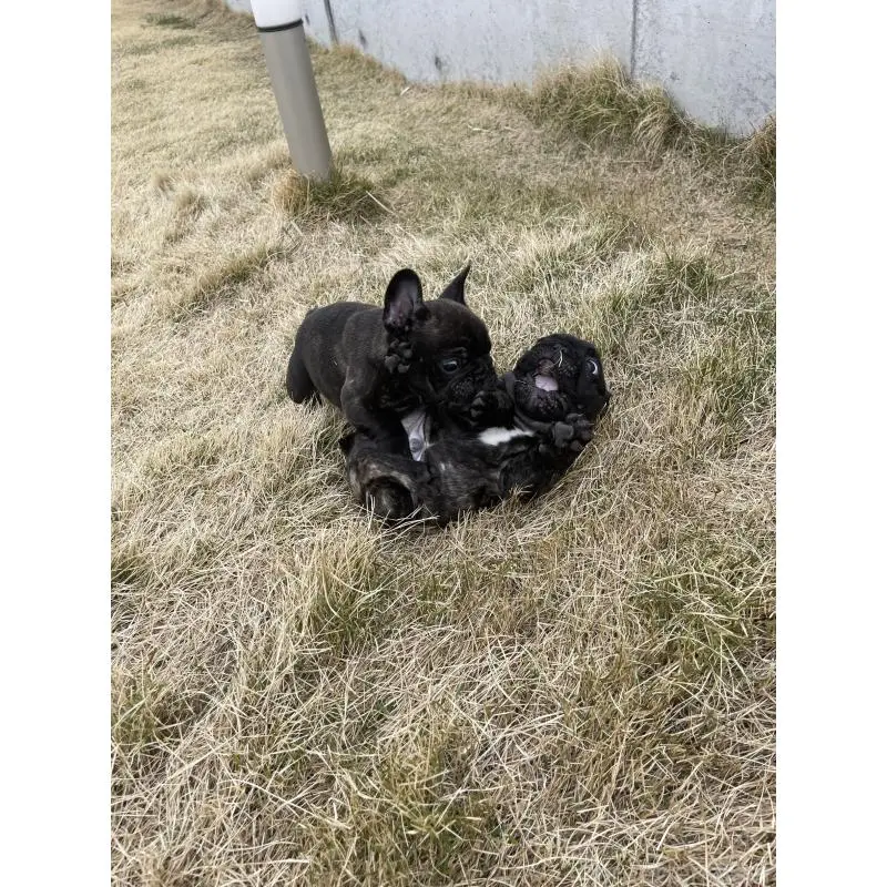 販売中の愛知県のフレンチブルドッグ-454479の5枚目