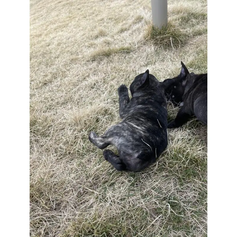 販売中の愛知県のフレンチブルドッグ-454479の4枚目