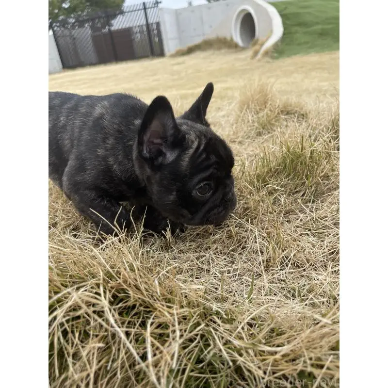 販売中の愛知県のフレンチブルドッグ-454479の3枚目