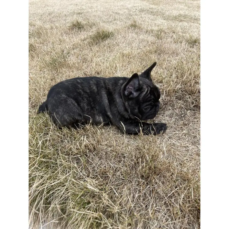 販売中の愛知県のフレンチブルドッグ-454479の2枚目