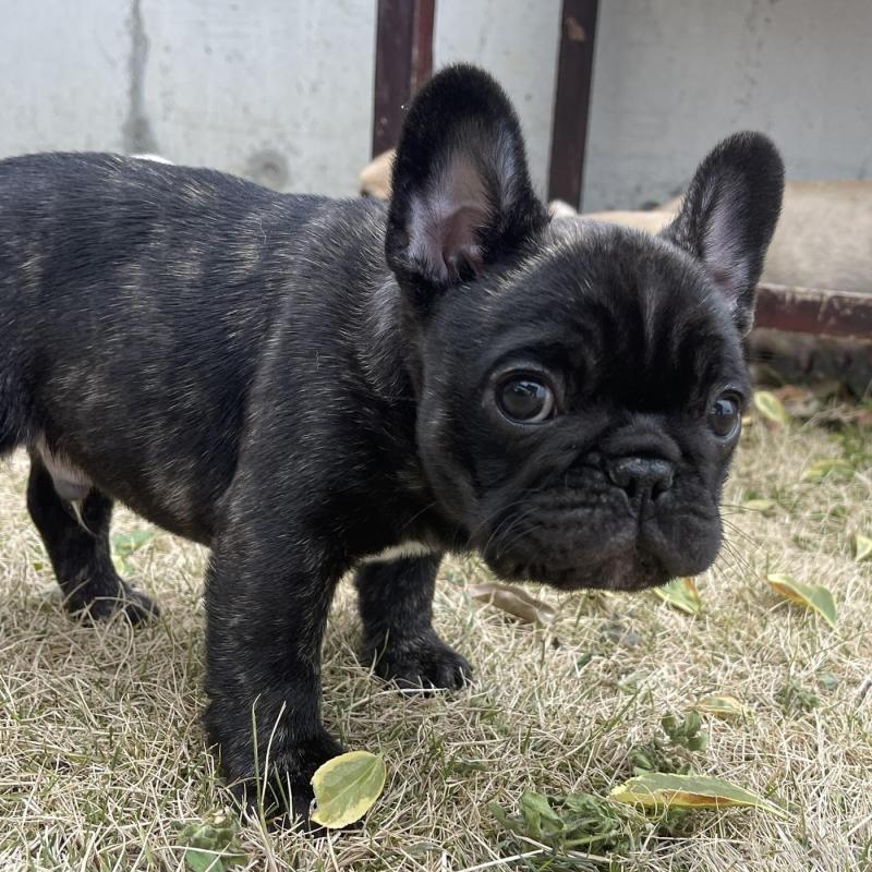 販売中の愛知県のフレンチブルドッグ-454479