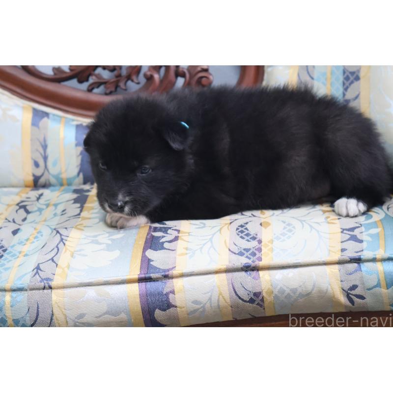 販売中の栃木県のミックス犬-454480の6枚目