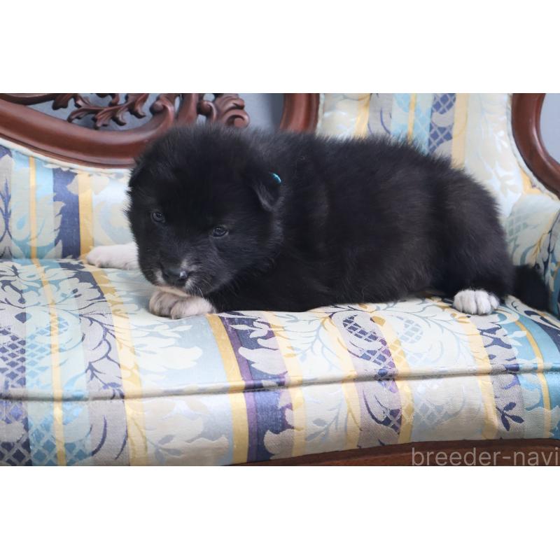 販売中の栃木県のミックス犬-454480の5枚目