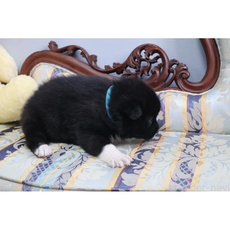 販売中の栃木県のミックス犬-454480の4枚目