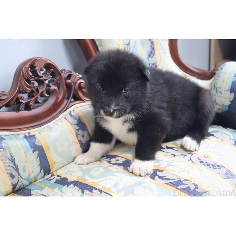 販売中の栃木県のミックス犬-454480の2枚目