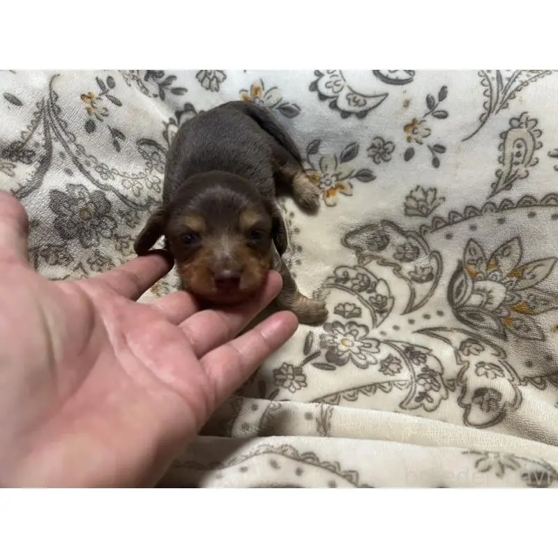 販売中の青森県のカニンヘンダックスフンド(ロングヘアード)-454481の10枚目