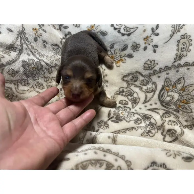 販売中の青森県のカニンヘンダックスフンド(ロングヘアード)-454481の9枚目