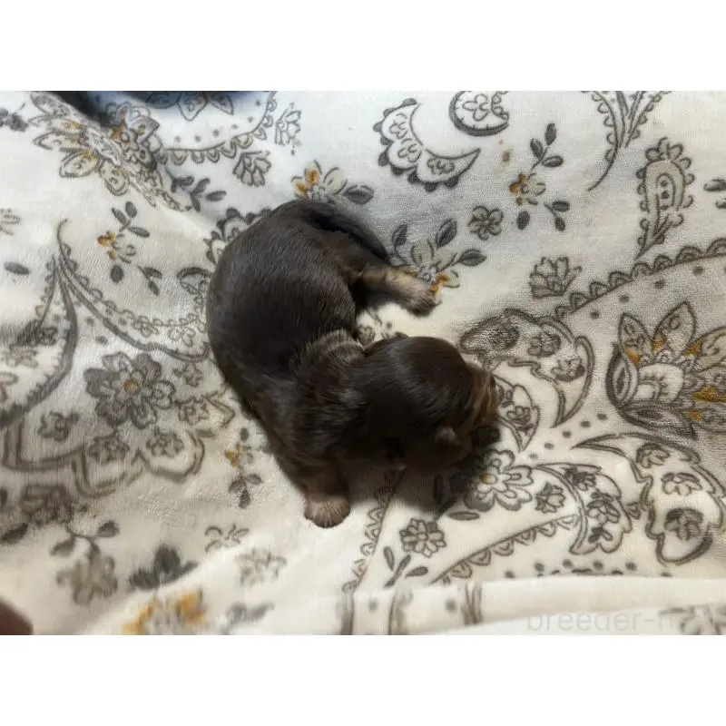 販売中の青森県のカニンヘンダックスフンド(ロングヘアード)-454481の8枚目