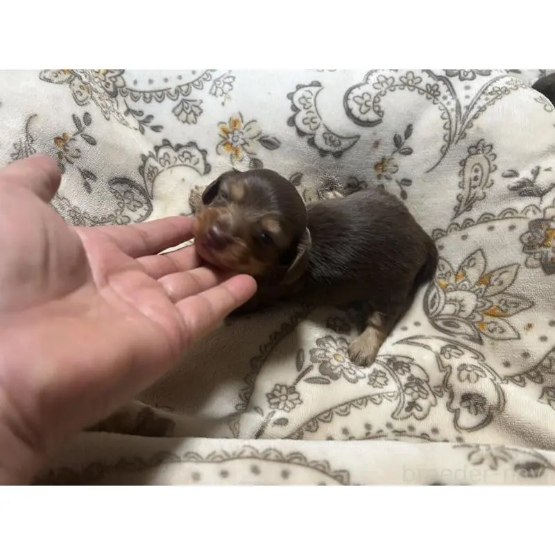 販売中の青森県のカニンヘンダックスフンド(ロングヘアード)-454481の6枚目