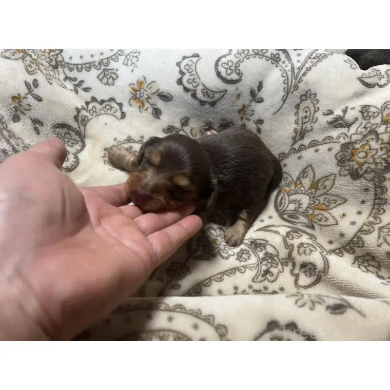 販売中の青森県のカニンヘンダックスフンド(ロングヘアード)-454481の5枚目