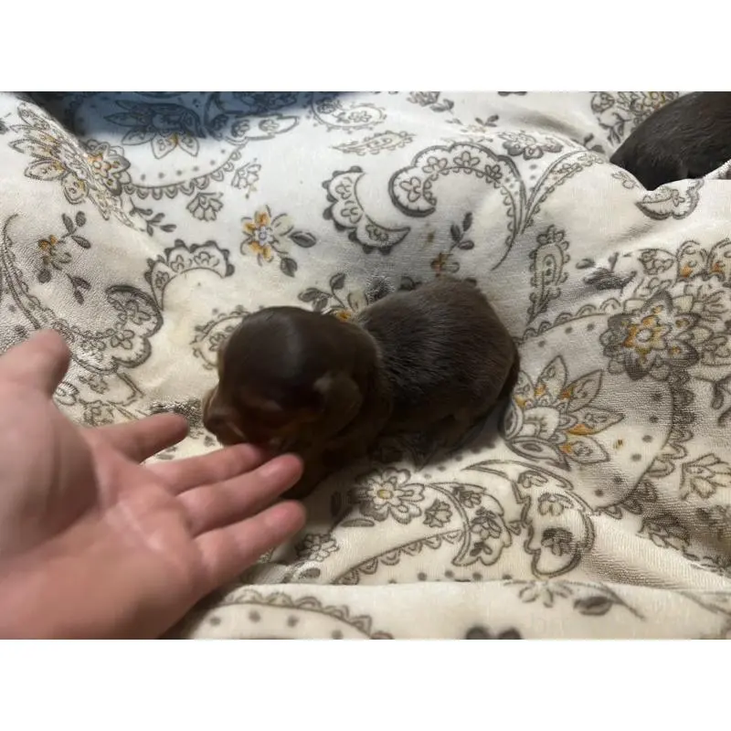 販売中の青森県のカニンヘンダックスフンド(ロングヘアード)-454481の4枚目